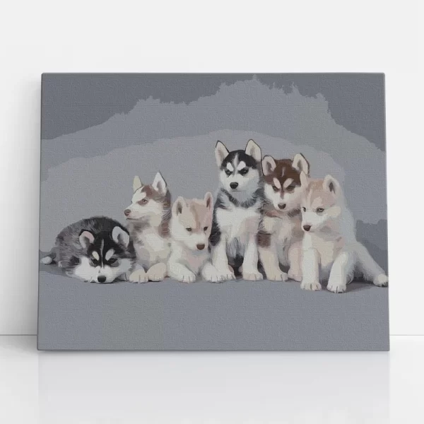 husky kölyök számfestő szemből